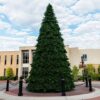 Grand Teton Christmas Tree 32′ Unlit